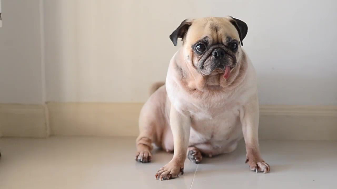 thumbnail video image 3 of BestLife4Pets Dog UTI & Kidney Support - Natural Urinary Tract Infection Supplement for Renal and Bladder Control – 400 Pills, 3 of 13