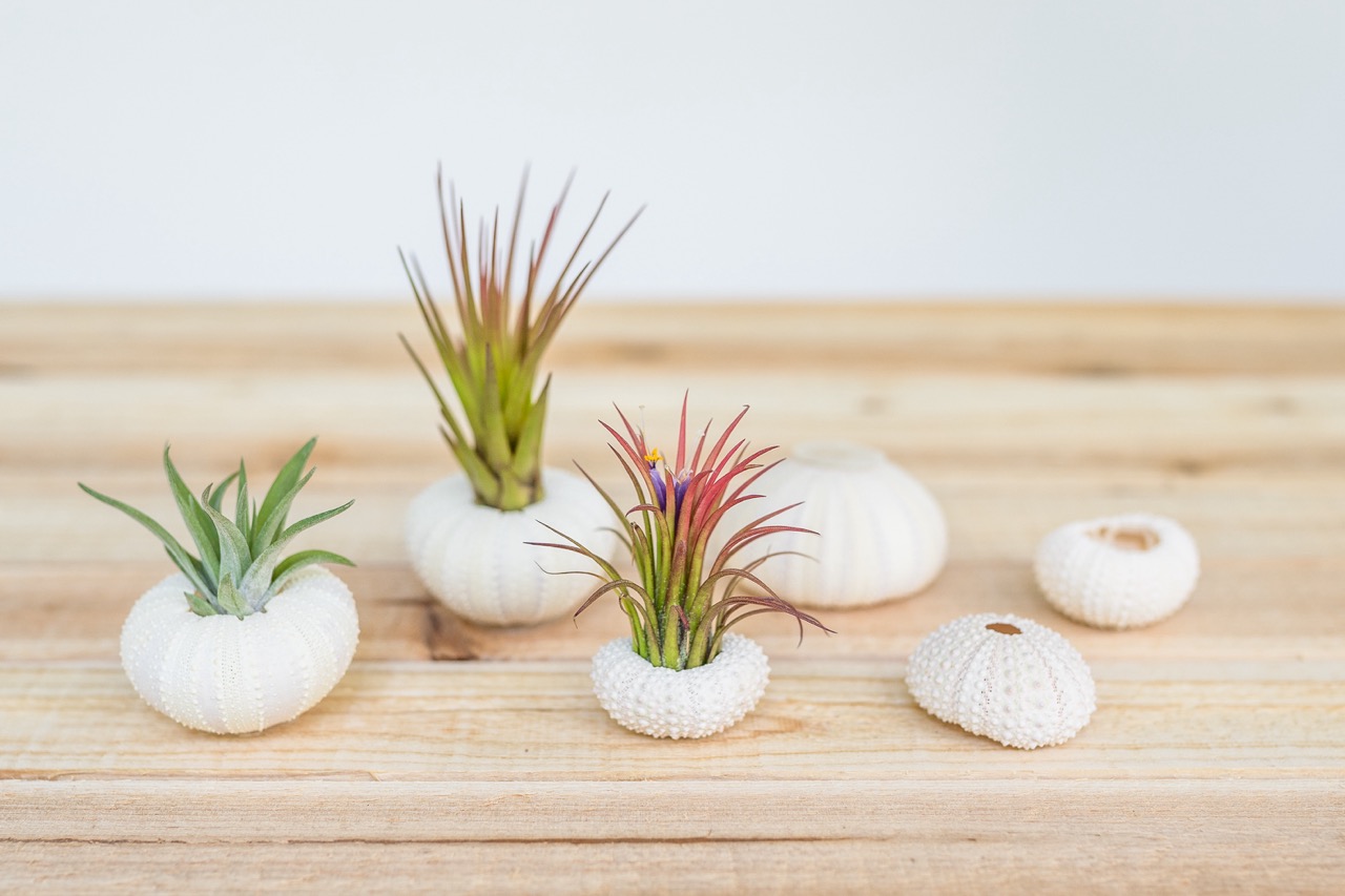 thumbnail video image 2 of Handmade Seashell Magnets with Ionantha Air Plants - Live Tillandsia Succulent House Plants - Available in Wholesale and Bulk - Home and Garden Decor - Easy Care Indoor and Outdoor Plants (Pack of 50), 2 of 12
