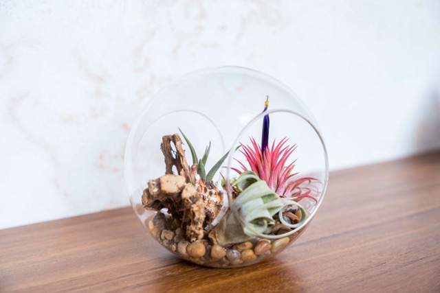 thumbnail video image 2 of DIY Terrarium Kit with Air Plants - Air Plant Tillandsia Holder - Live Tillandsia Succulent House Plant - Wholesale and Bulk - Home and Garden Decor - Easy Care Indoor and Outdoor Plant (Pentagon), 2 of 12