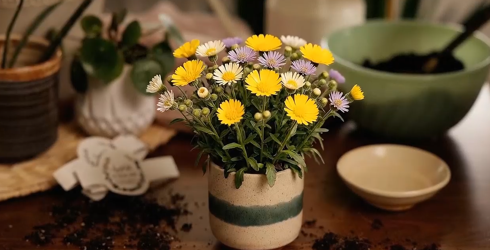 thumbnail video image 2 of Hyggelight | The Growing Candle Apple and Pine Soy Candle with Wildflower Seeds, Scented Candle in Astrid White Ceramic Container, 2 of 12