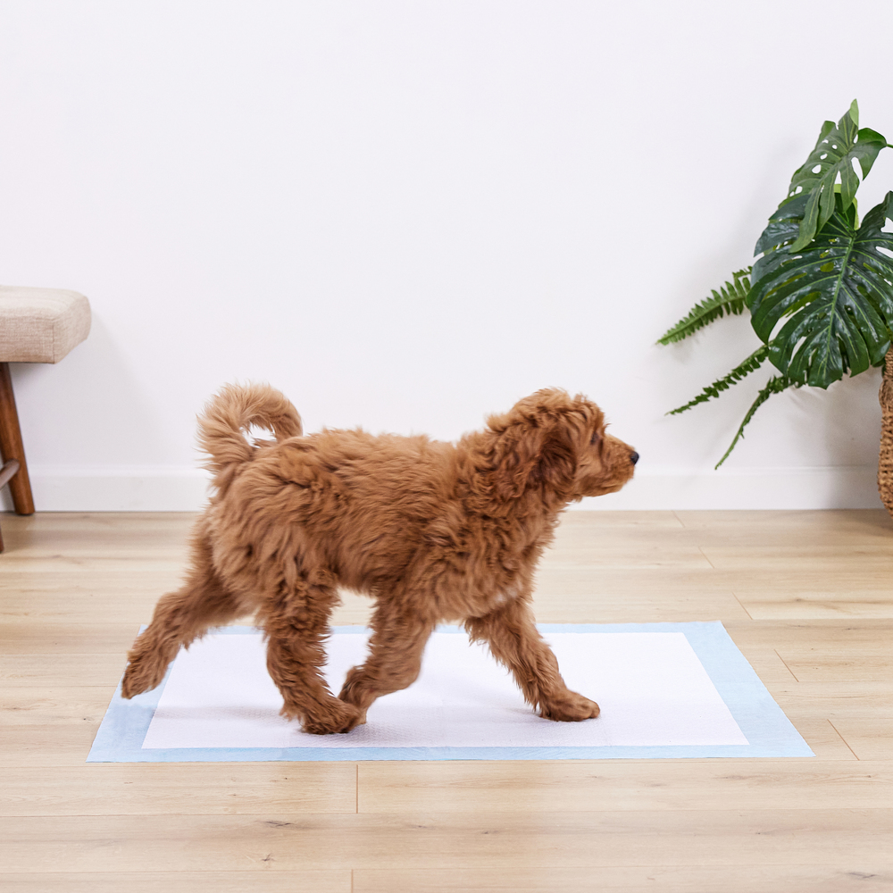 thumbnail video image 2 of Gorilla Guard Disposable Puppy Pads, 100 Count, 5 Layer Pee Pads, Absorbent Changing Pad, 22x22 in, 2 of 10