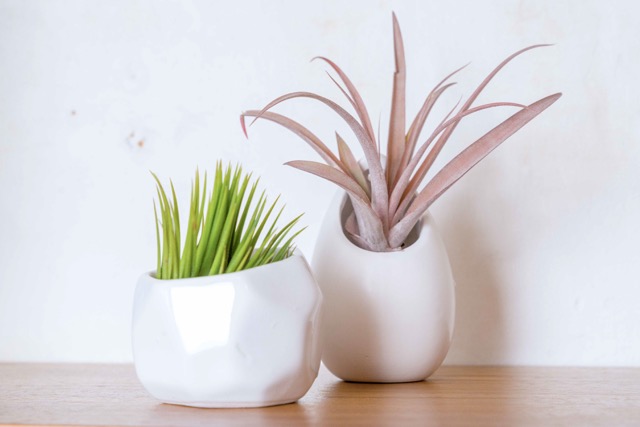 thumbnail video image 2 of Gray Ceramic Stone Holder with Assorted Air Plants - Live Tillandsia Succulent House Plant - Wholesale and Bulk - Home and Garden Decor - Easy Care Indoor and Outdoor Plant (Pack of 3), 2 of 12