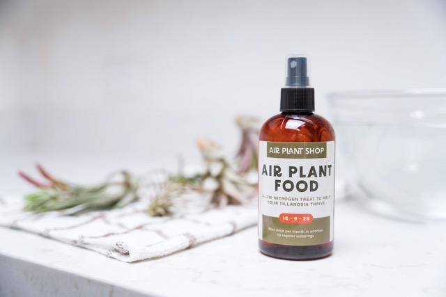 thumbnail video image 6 of Black Murex Seashells with Tillandsia Streptophylla, Velutina, & Funckiana Air Plants - Wholesale and Bulk - Succulents - Live Tillandsia - Easy Care Indoor and Outdoor House Plants (Pack of 3), 6 of 6