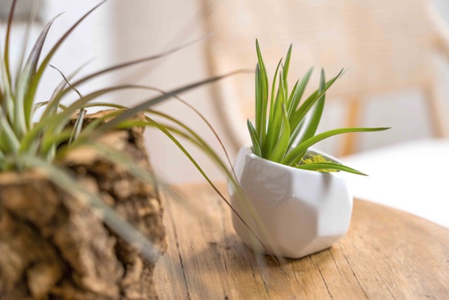 Red Colorful Tillandsia Air Plants - Long Lasting Color Enhanced Live  Tillandsia Succulent House Plants - Home and Garden Decor - Easy Care  Indoor/Outdoor Plants (Argentea Thin, Pack of 3) - Walmart.com