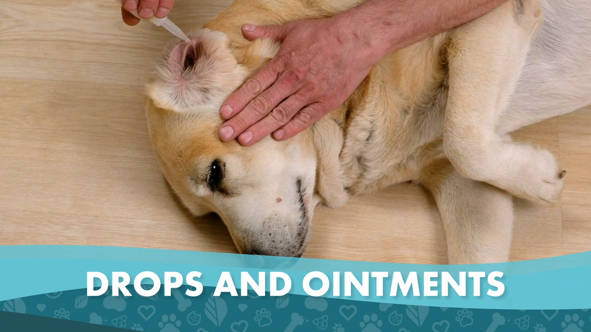 thumbnail video image 2 of BestLife4Pets Ear Wellness Support for Dogs and Cats - Daily Ear Care Supplement - Easy-to-Give Pills, 2 of 10