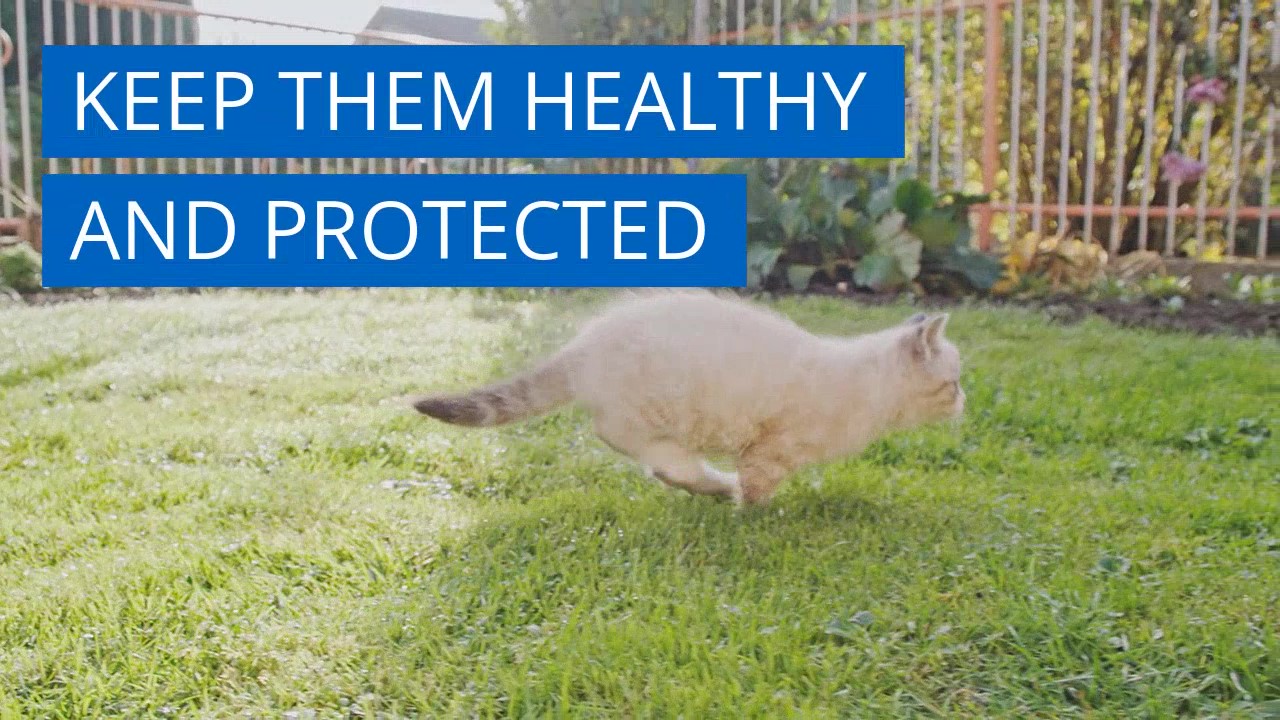 thumbnail video image 2 of BestLife4Pets Cat Allergy Relief & Immune Support - Natural Relief for Seasonal Allergies, Itching & Respiratory Infections, 2 of 12