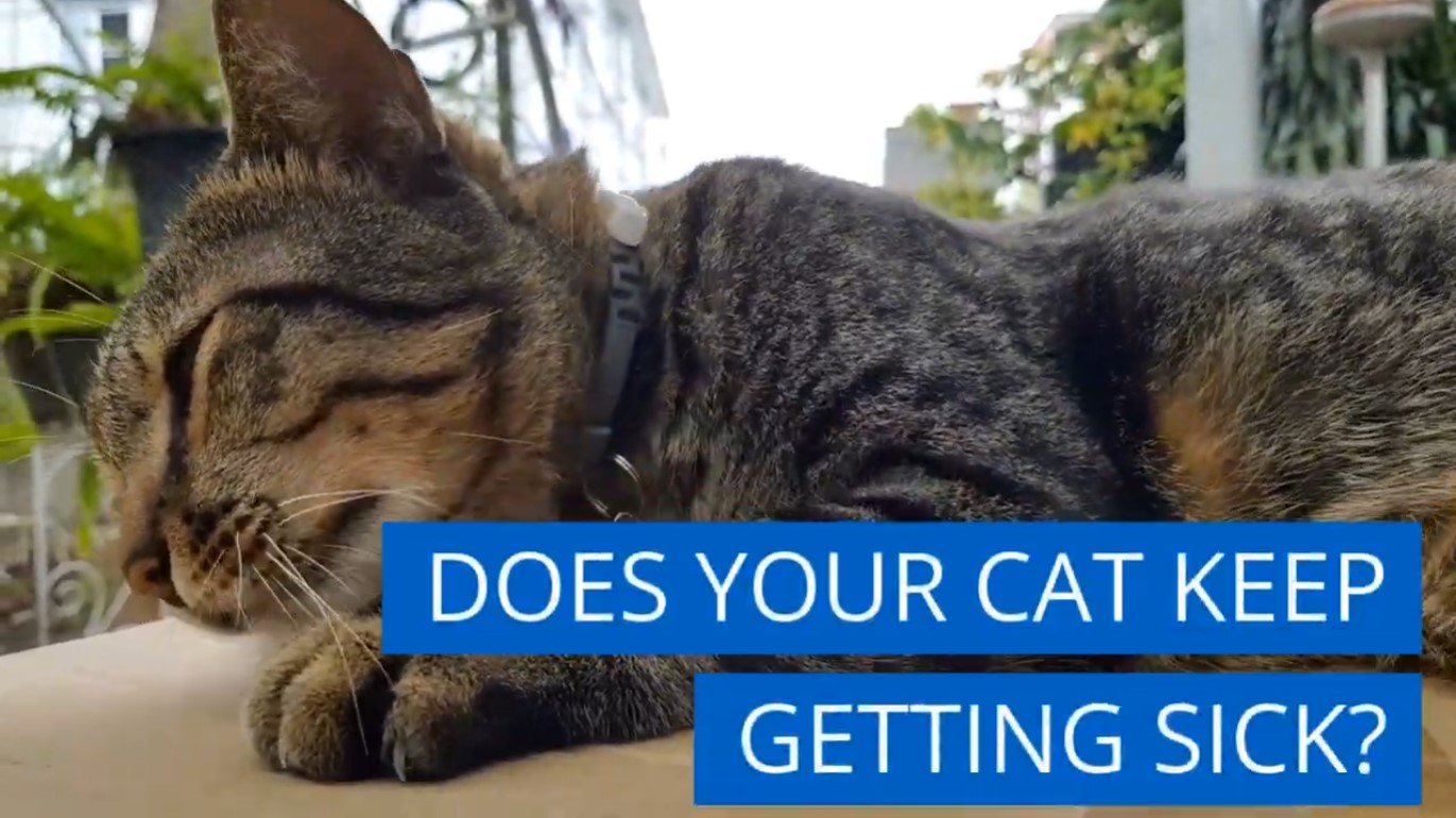 thumbnail video image 2 of BestLife4Pets Breathe Easy - Cat Cold & Respiratory Infection Supplement - Natural Respiratory Support System, Antihistamine for Sneezing & Nasal Congestion, 2 of 11