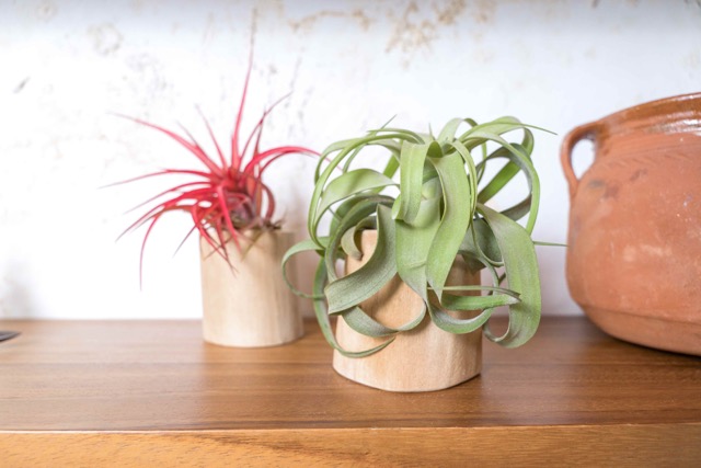 thumbnail video image 2 of Air plant shop Driftwood Containers with Large Assorted Air Plants- Wholesale and Bulk - Succulents - Live Tillandsia - Easy Care Indoor and Outdoor House Plants (Pack of 5), 2 of 12