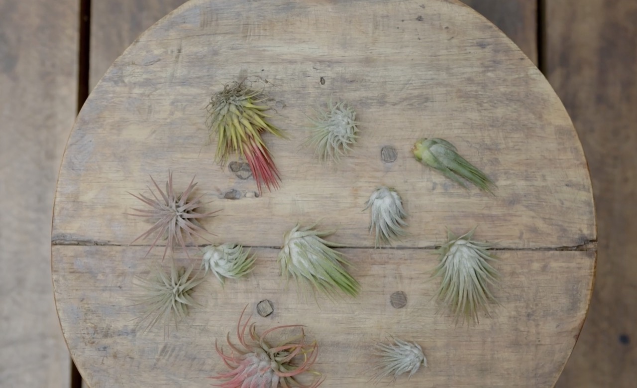thumbnail video image 2 of Air Plant Shop Small Air Plant Variety Pack- Wholesale and Bulk - Succulents - Live Tillandsia - Easy Care Indoor and Outdoor House Plants (Pack of 20), 2 of 12