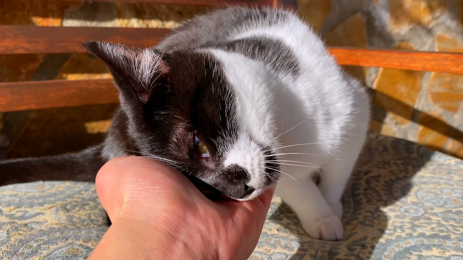 thumbnail video image 2 of BestLife4Pets - Cat Laxative Constipation Relief and Stool Softeners - Digestive Health Supplement for Gas Relief and Constipation - Natural Laxative for Cats, 2 of 10