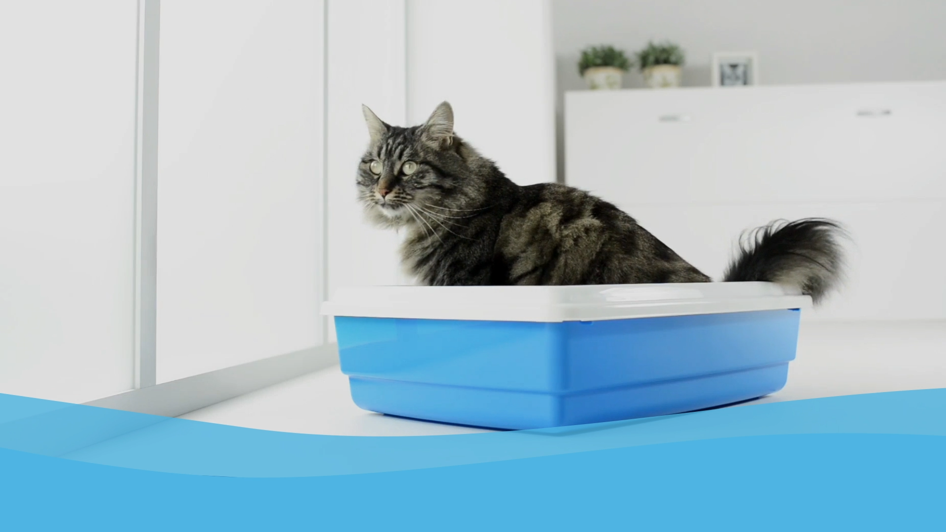 thumbnail video image 2 of BestLife4Pets Cat UTI, Kidney & Bladder Support - Natural Supplement for Cats Renal Health and Bladder Control - 400 Pills, 2 of 14