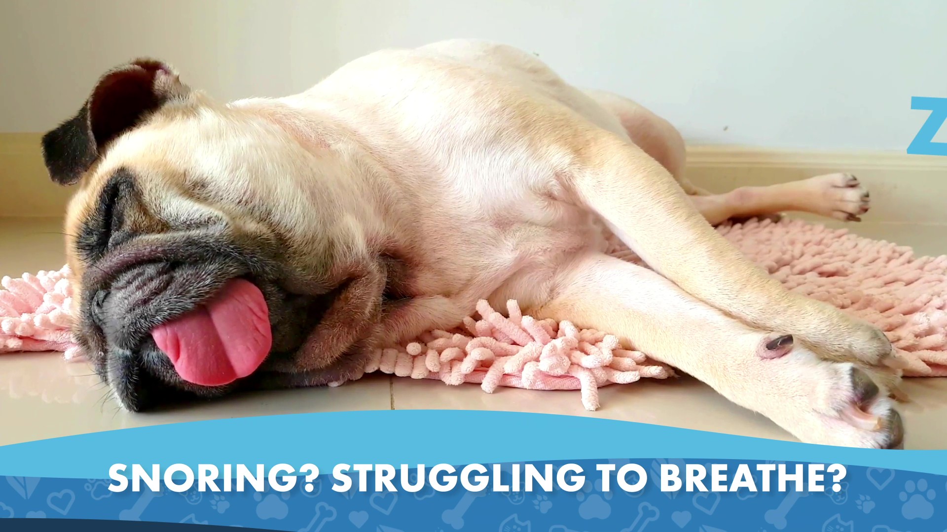 thumbnail video image 2 of BestLife4Pets Breathe Easy - Kennel Cough & Respiratory Support Supplement for Dogs - Dog Nasal Congestion Relief - 400 Pills, 2 of 14