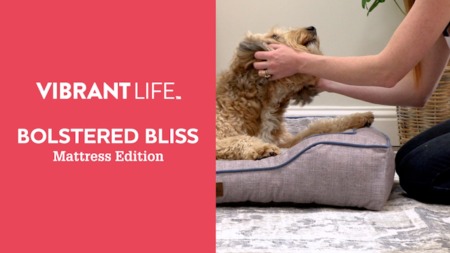 thumbnail video image 2 of Vibrant Life Bolstered Bliss Mattress Edition Dog Bed, Large, 36"x26", up to 70lbs, 2 of 12