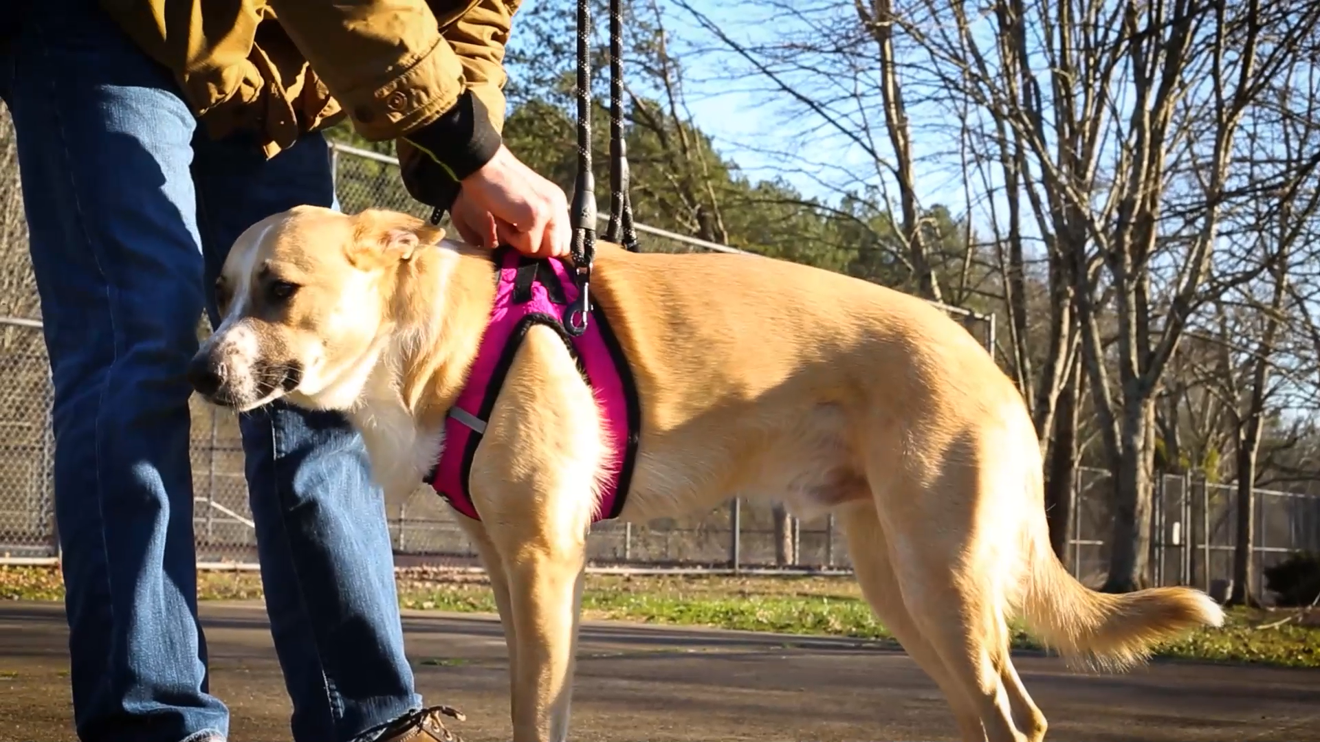 thumbnail video image 2 of Voyager Step-in Plush Dog Harness by Best Pet Supplies - Fuchsia Corduroy, Large, 2 of 8