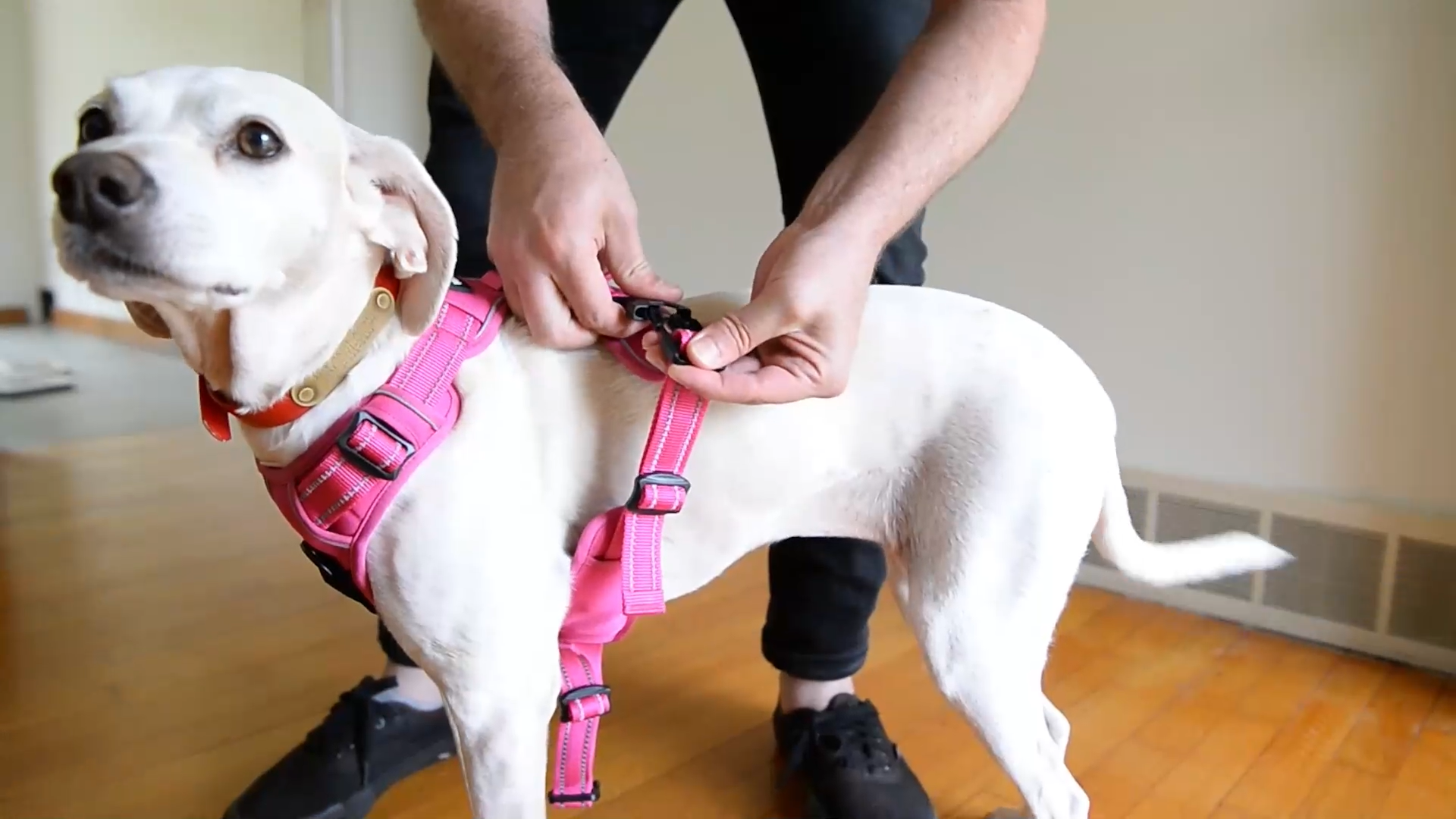 thumbnail video image 2 of Voyager Dog Harness Dual Leash Attachment No-Pull Control Adjustable Soft But Strong Pet Harness For Medium And Large Dogs With 3M Reflective Technology - Purple Lattice, XL (Chest: 28 - 37"), 2 of 6