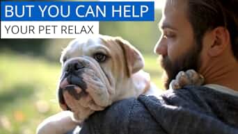 thumbnail video image 2 of BestLife4Pets Pet Relax Cat Calming Anxiety Relief - Natural Supplement for Stress Relief, 400 Pills, 2 of 10
